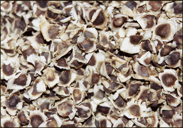 بذور مورينجا,ثمار مورينجا
