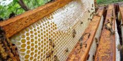 خلية النحل وماذا يوجد بداخلها