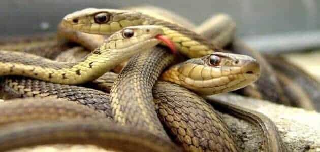 تفسير حلم رؤية ثعبان في المنام