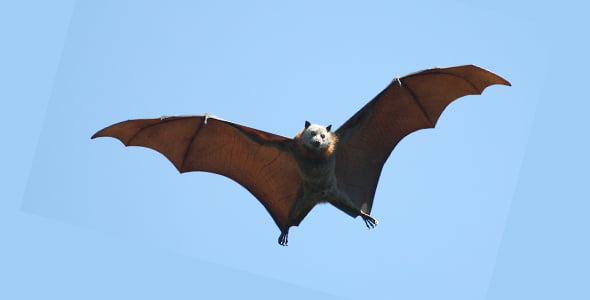 A bat in a dream